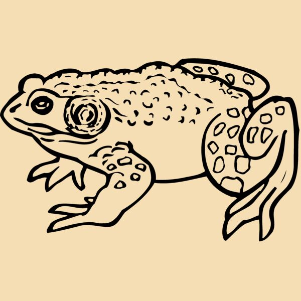 Amphibians Thumbnail