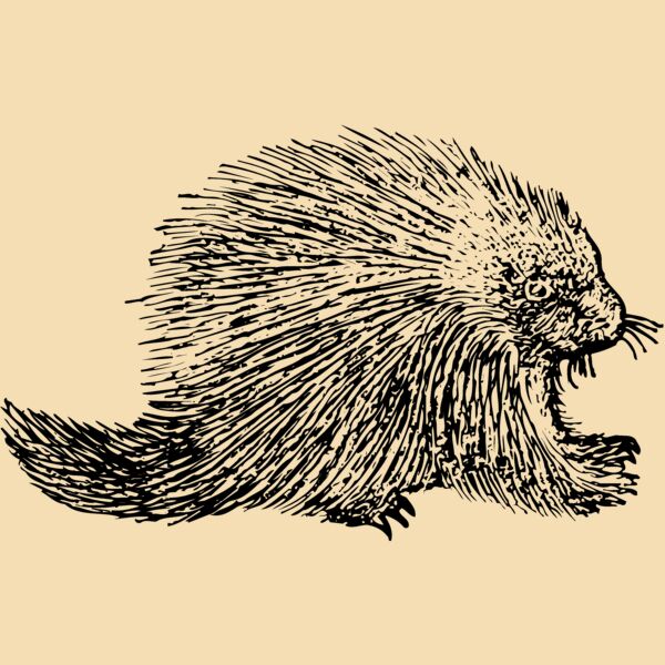 Porcupine Thumbnail